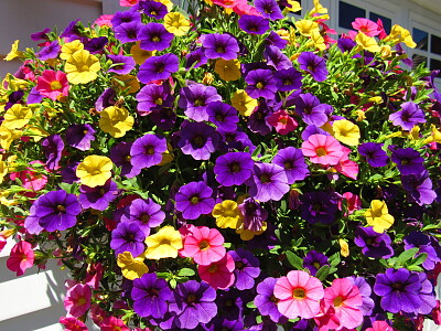 Spring flower basket