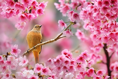 Bird and Blooms