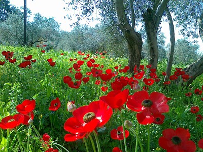 פאזל של Flower