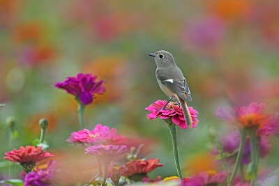 Bird and Blooms