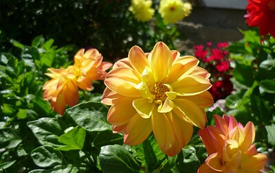 Flower jigsaw puzzle