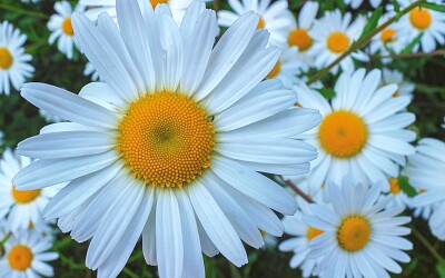 Flower jigsaw puzzle