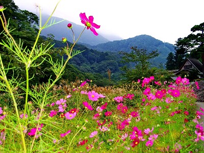 Flower jigsaw puzzle