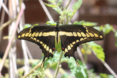 Borboleta