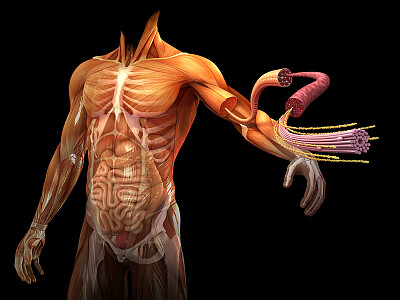 cuerpo humano