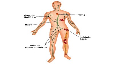 SISTEMA INMUNOLÃ“GICO jigsaw puzzle