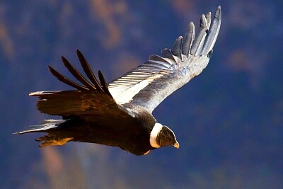 פאזל של Condor de los Andes