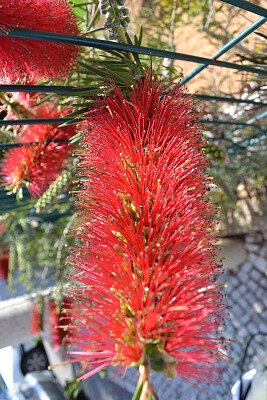 bottle brush bush