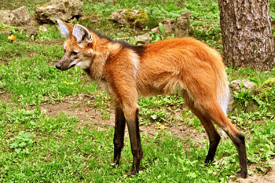 Quebra-cabeÃ§a - Lobo GuarÃ¡ - animal  cerrado jigsaw puzzle