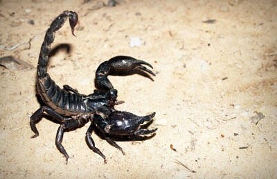 Scorpione nero