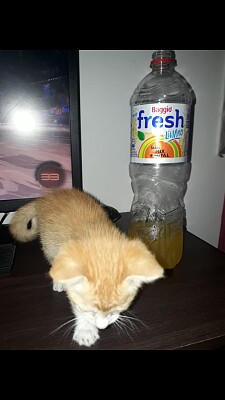 פאזל של botella de fresh con tyron