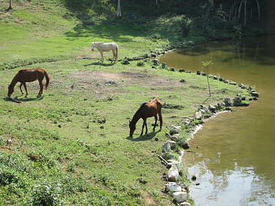 Cavalos Pastando