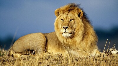 פאזל של El leÃ³n es un mamÃ­fero carnÃ­voro.