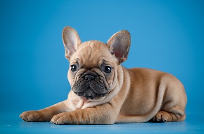 El bulldog es una raza canina.