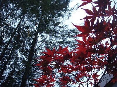 פאזל של Maple leaf