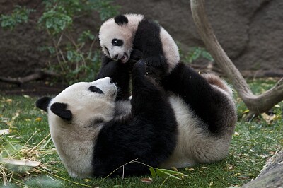 bai yun and her cub