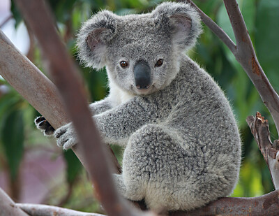 El koala es una especie australiana.