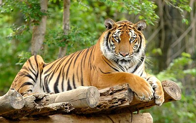 El tigre es un depredador carnÃ­voro. jigsaw puzzle