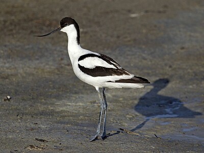 Avocetta comune