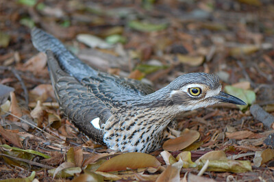 Burhinus gallarius jigsaw puzzle