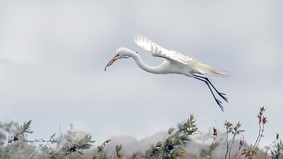 garza blanca