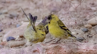 פאזל של cabecitanegra austral