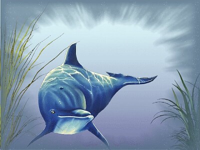 פאזל של dauphin