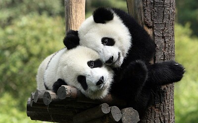 פאזל של El oso panda es una especie de mamÃ­fero.
