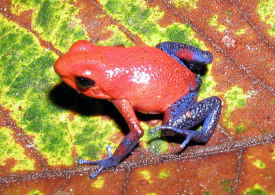 Velenosa dendrobates pigmeo jigsaw puzzle