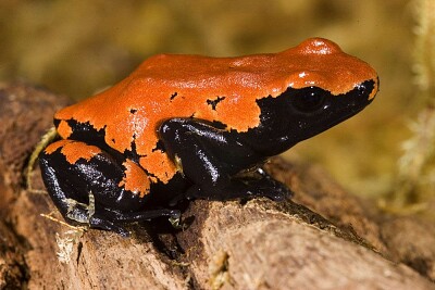 Dendrobates galactonotus