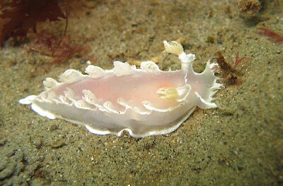 Tritonia festiva