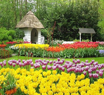 tulipanes jigsaw puzzle