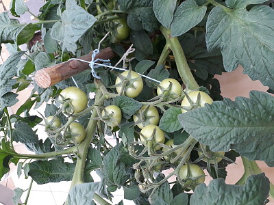 פאזל של Tomates