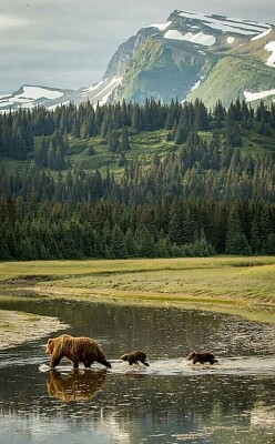 OSOS EN GRAN TETON. jigsaw puzzle