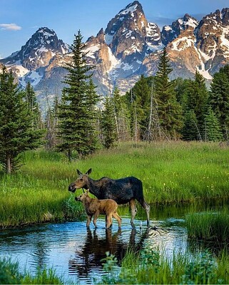 ALCES EN GRAN TETÓN jigsaw puzzle