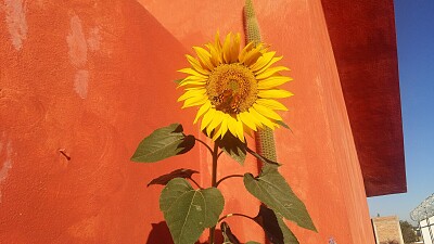 GIRASOL CON MARIPOSA