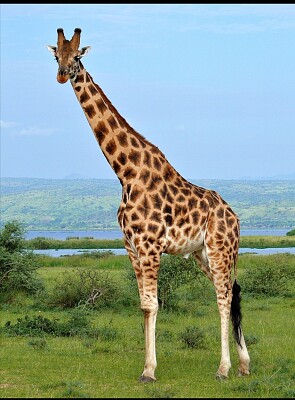 פאזל של Girafa