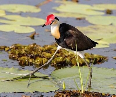 Irediparra gallinacea jigsaw puzzle