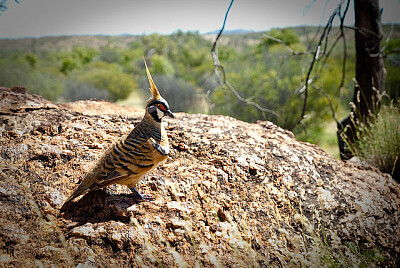 Piccione dello spinifex