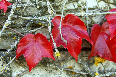 Feuilles mortes ...