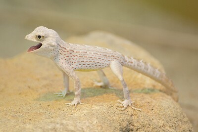 פאזל של Gecko