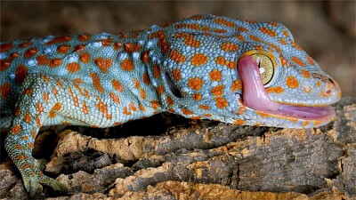 פאזל של tokay gecko licking eyeball