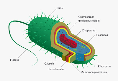 celula