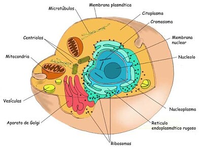 celula eucariota