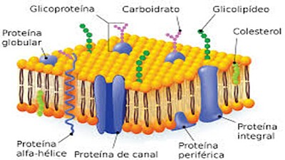 MEMBRANA CELULAR