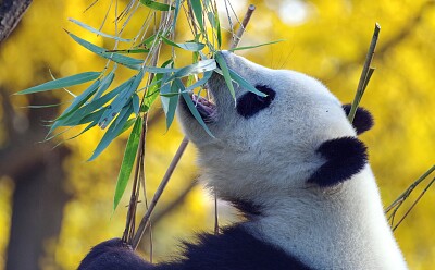 Panda comiendo jigsaw puzzle