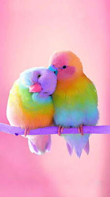 פאזל של Cute birds.