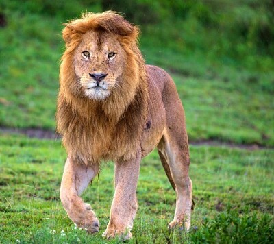 פאזל של leon