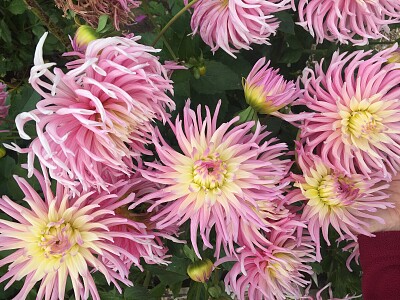 Pink Dahlias 2