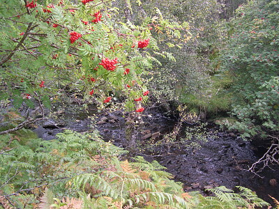 The Rowan tree